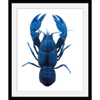 Freshwater Lobster